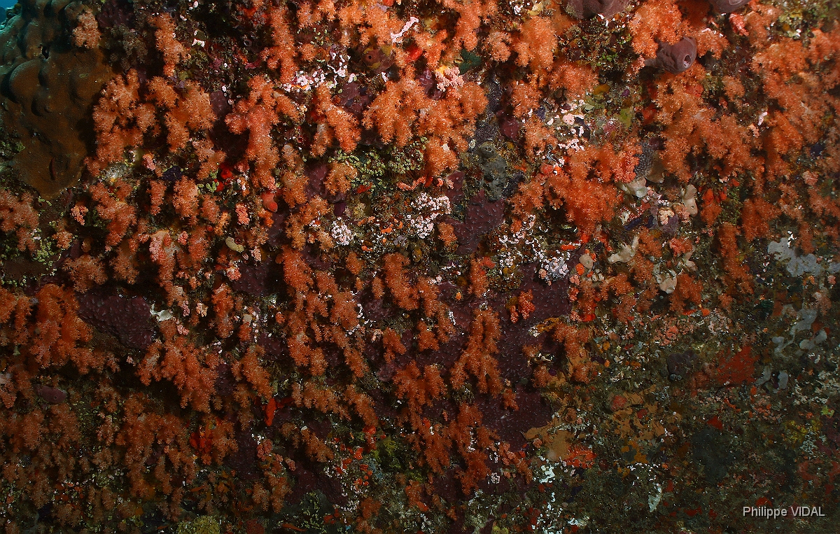 Bali 2016 - Corail - IMG_6013_rc.jpg